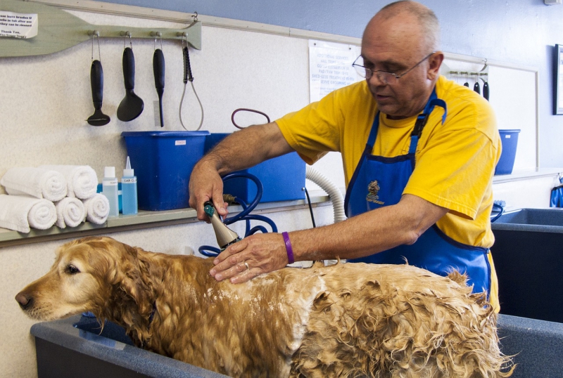 toiletteur-ST ETIENNE DE TINEE-min_dog-bath-682169_1280